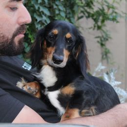 Piper - Dachshund