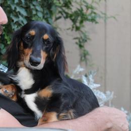 Piper - Dachshund
