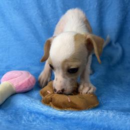 Ming - white and lemon female Companion Cross puppy in Palm Coast, Florida from Fiesta Pups