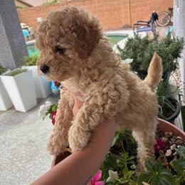 Baby boy - Cream male Poodle puppy in Maricopa, Arizona from La Petite poodle