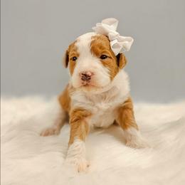 Snowflake - Red female Bernedoodle puppy in Russell Springs, Kentucky from 270 Doodles