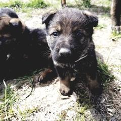 German Shepherd Puppies from Vom Berk Haus German Shepherds