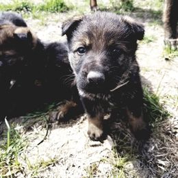 German Shepherd Puppies from Vom Berk Haus German Shepherds