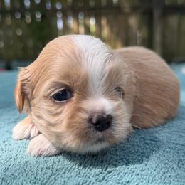 Boy 2 - Gold and white male Shih Tzu puppy in Mobile, Alabama from FluffyTail Shih Tzu