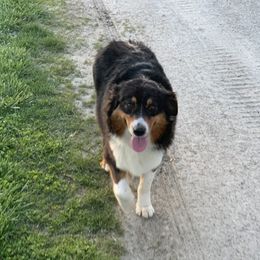 Katie - Australian Shepherd