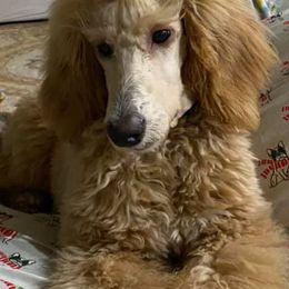 Poodles from Redmond Rose Kennels