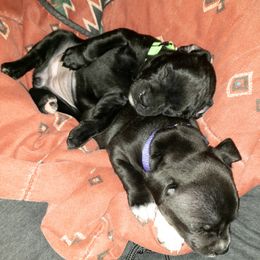 Staffordshire Bull Terrier Puppies from Ol'Wood Stafford's