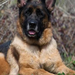 German Shepherd puppies from Lace's High Flying German Shepherds And Golden Retrievers