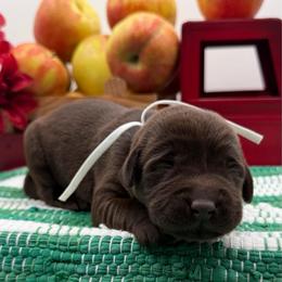 White - Chocolate female Labrador Retriever puppy in Heath Springs, South Carolina from Rich Hill Retrievers