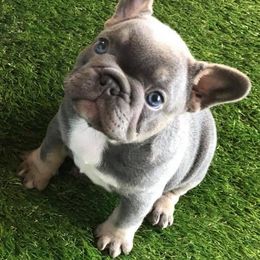 French Bulldogs from Frenchie’s by Clearview