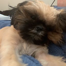Lily - Shih Tzu