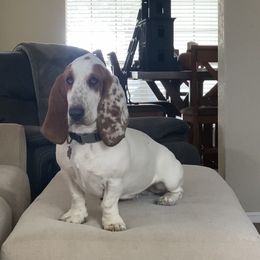 Aspen Snow - Basset Hound