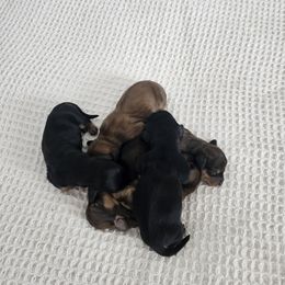 Dachshund Puppies from T&J Lovable Long-Haired AKC Dachshunds