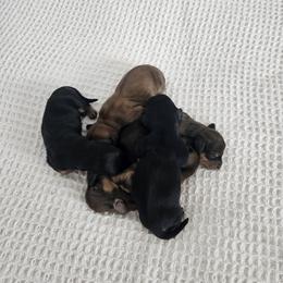 Dachshund Puppies from T&J Lovable Long-Haired AKC Dachshunds