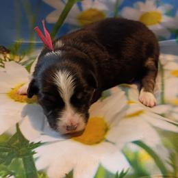 Opal (pink) - Black tri-color female Australian Shepherd puppy in Okeechobee, Florida from Rothsolid Puppies