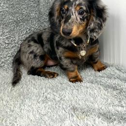 Brooke - Dapple female Dachshund puppy in Smithville, Oklahoma from Bristy’s Pampered Pups
