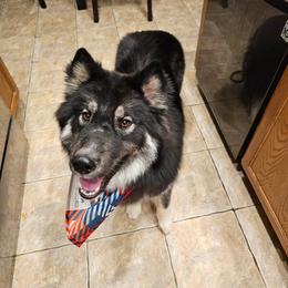Zeref - Black tan and white male Siberian Husky puppy in Buckeye, Arizona from Anime Huskies
