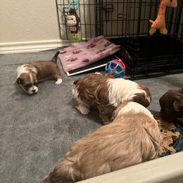 Fawn Sable Female Limited-Registration - Fawn sable female Havanese puppy in Monahans, Texas from Homeward Havanese, LLC