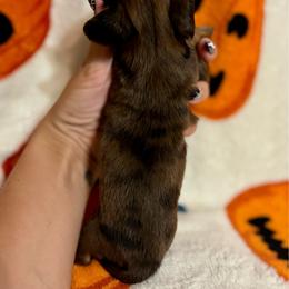 April - Dapple female Dachshund puppy in Timpson, Texas from Double S Kennel