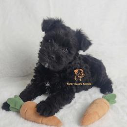 Cinder - Black female Miniature Schnauzer puppy in Fairhope, Alabama from Puppy Sugars Kennels