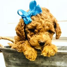 Goldendoodle puppies from Abidoodles