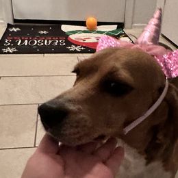 Beagles from Dior & Gunner's beagle adventure