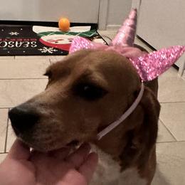 Beagles from Dior & Gunner's beagle adventure