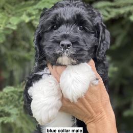 Blue collar boy - Black and chalk male Australian Labradoodle puppy in Fairfield, California from Twin Sisters Doodles