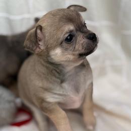 Fawn girl - Fawn female Chihuahua puppy in Summerfield, Florida from Uey’s Chihuahuas