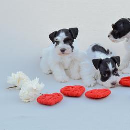Miniature Schnauzer Puppies from PNQ Breeding