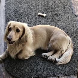 Buster - Dachshund