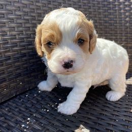 Bernedoodle and Cavapoo Puppies from Sugar Doodles Pups