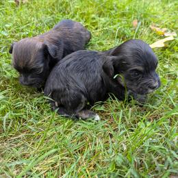Male 2 - Black male Havanese puppy in Zanesville, Ohio from Charlotte Landry