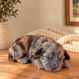 Boy 1 - Blue merle male Aussiedoodle puppy in Reno, Nevada from LittleLegacyDoodles