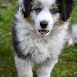 Australian Shepherd and Miniature American Shepherd Puppies from Bright Heart Aussies & Miniature American Shepherds