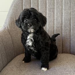 Ace - Black male Goldendoodle puppy in Clinton, Utah from Golden Law Kennels