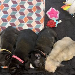 French Bulldog and Staffordshire Bull Terrier Puppies from Sincerity