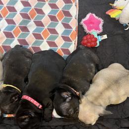 French Bulldog and Staffordshire Bull Terrier Puppies from Sincerity
