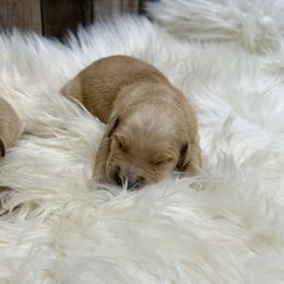 Birdie - Golden female Golden Retriever puppy in Oak Hill, Florida from Swingin T Ranch LLC