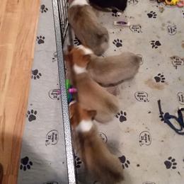 Pembroke Welsh Corgi Puppies from Benischek's P. W. Corgi's