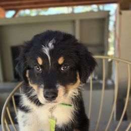 Green full tail - Black tri-color male Australian Shepherd puppy in Cool, California from Foothill Aussies