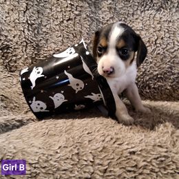 Girl B - Black tan and white female Beagle puppy in Laton, California from McMillan Family Kennels