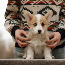 Girl 3 - Red female Pembroke Welsh Corgi puppy in La Grange, Wyoming from Merrygold Corgis