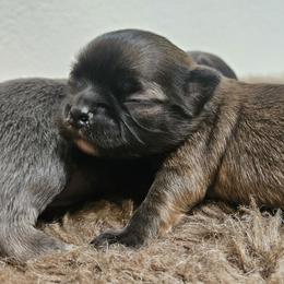 AKC Sable boy - Sable spotted white male Chihuahua puppy in Duvall, Washington from Chihuahua Long Coats
