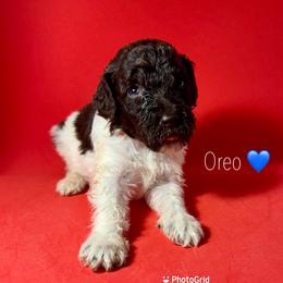 Oreo - Parti male Poodle puppy in Snellville, Georgia from Felicia's French Bulldogs