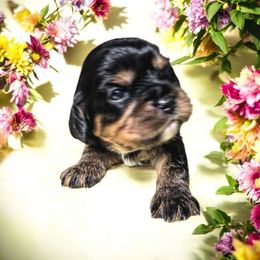 Sweet Dreams - Black and tan female Cavalier King Charles Spaniel puppy in Kewaskum, Wisconsin from Moon Dream Cavaliers