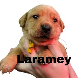 Laramey - Yellow female Labrador Retriever puppy in Sidney, Nebraska from Nebraska Strong Labradors