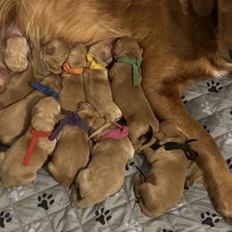 Golden Retrievers from Hidden Oaks Golden Retrievers