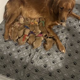 Golden Retrievers from Hidden Oaks Golden Retrievers