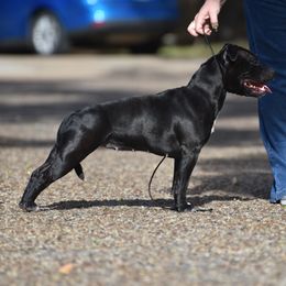 Staffordshire Bull Terrier All Grown Up from Bruhaus Kennels